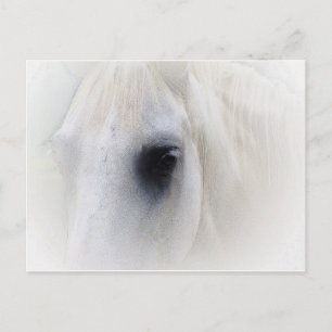 Horse & Floral Postcard