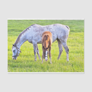 Horse & Foal Tissue Paper 