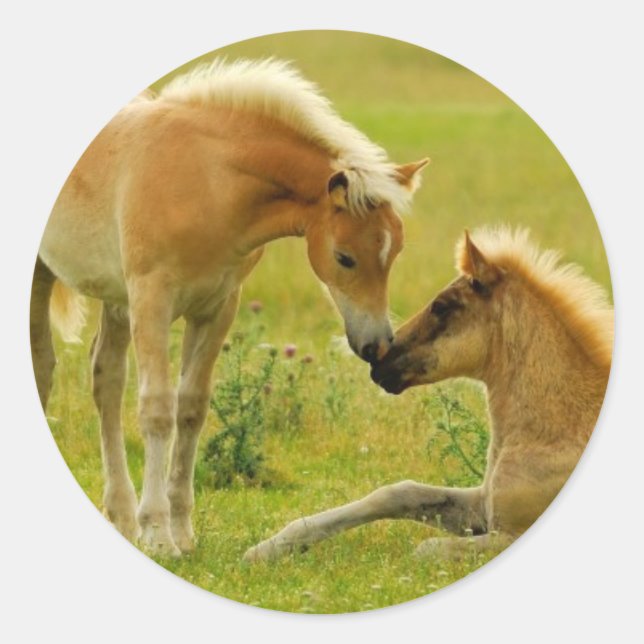 Horse Foals Classic Round Sticker (Front)