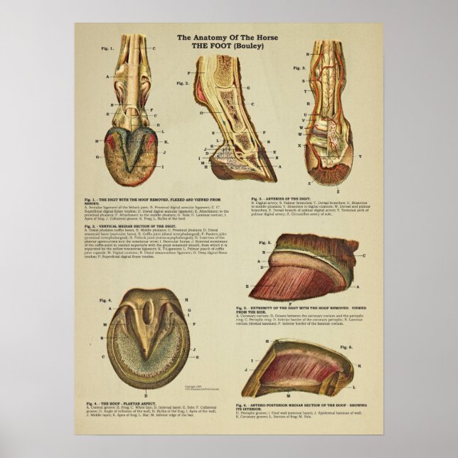 Horse Foot Hoof Anatomy Veterinary Chart (Front)