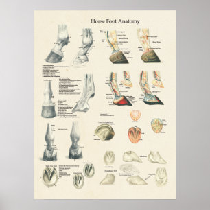 Horse Foot Hoof Leg Anatomy Farrier Chart