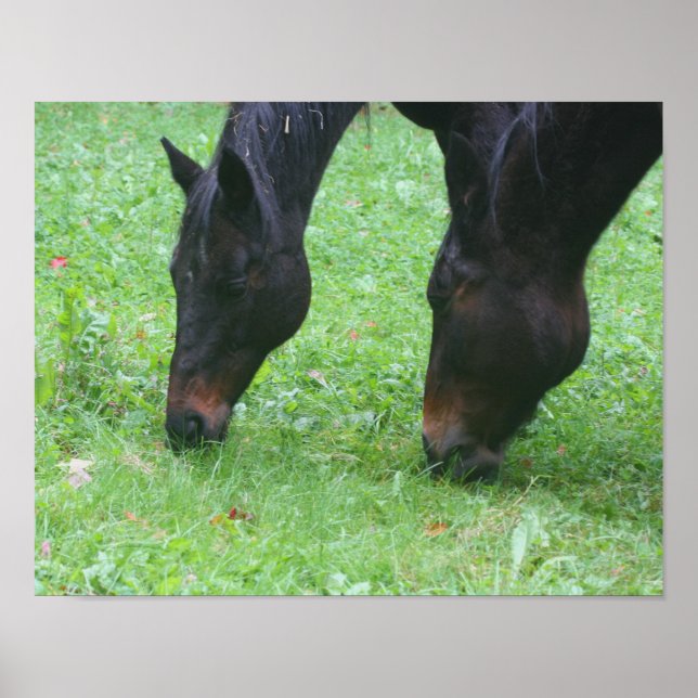 Horse Friends BFF Grazing Animal Poster (Front)