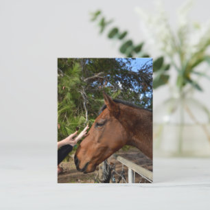 Horse Friends Forever, Postcard