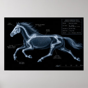 Horse Gallop X-Ray Motion Study Poster