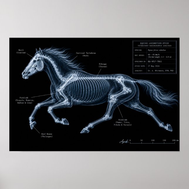 Horse Gallop X-Ray Motion Study Poster (Front)