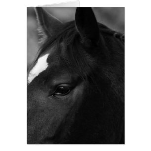 Horse gcblankcn