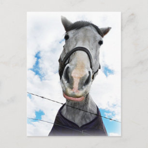 Horse Getting Lippy - Funny Face Postcard