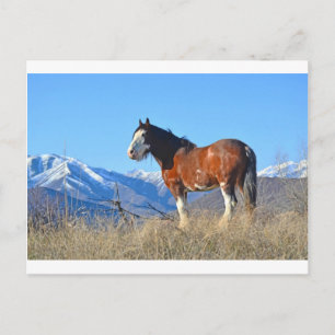Horse Grass and Mountains Postcard