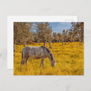 Horse grazing in a yellow flowers meadow postcard