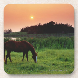 Horse Grazing in Field at Sunset Near Edmonton, Coaster