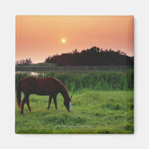 Horse Grazing in Field at Sunset Near Edmonton, Magnet