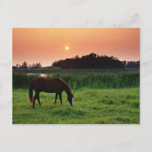 Horse Grazing in Field at Sunset Near Edmonton, Postcard