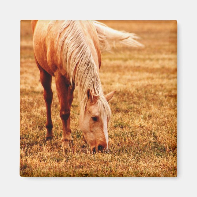 Horse Grazing Magnet (Front)