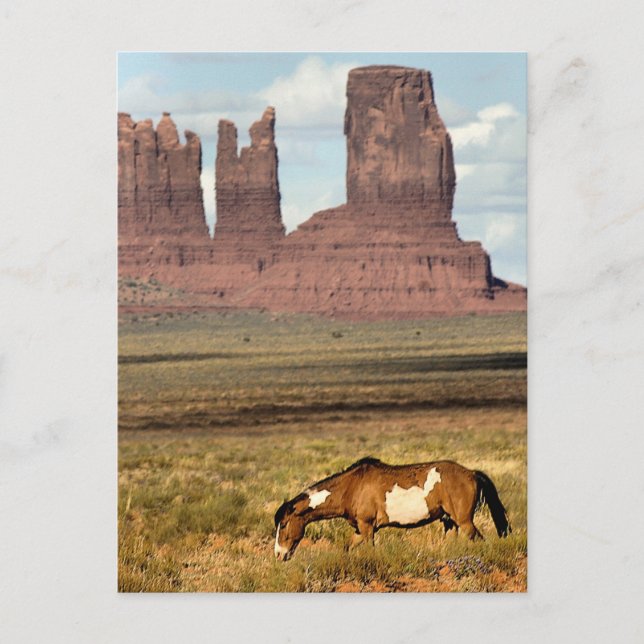Horse Grazing, Monument Valley, UT Postcard (Front)