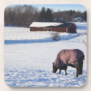 Horse grazing on a snow-covered field on Ekero 2 Coaster