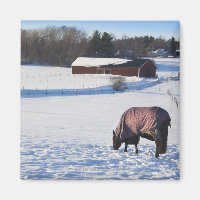 Horse grazing on a snow-covered field on Ekero 2