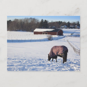 Horse grazing on a snow-covered field on Ekero 2 Postcard