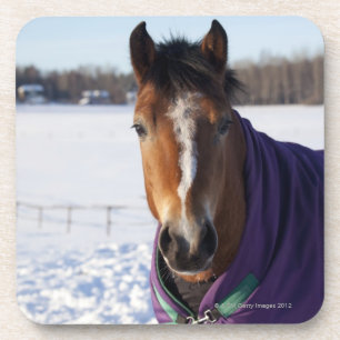 Horse grazing on a snow-covered field on Ekero Coaster
