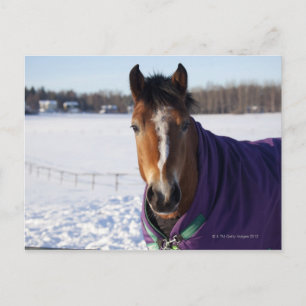 Horse grazing on a snow-covered field on Ekero Postcard