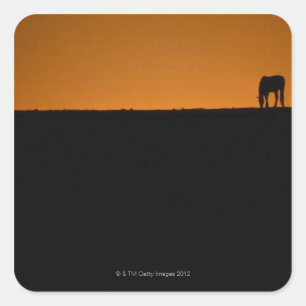 Horse grazing on Kentucky farm Square Sticker