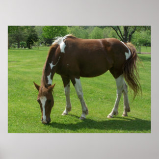 Horse Grazing Poster