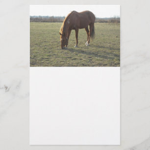Horse Grazing Stationery