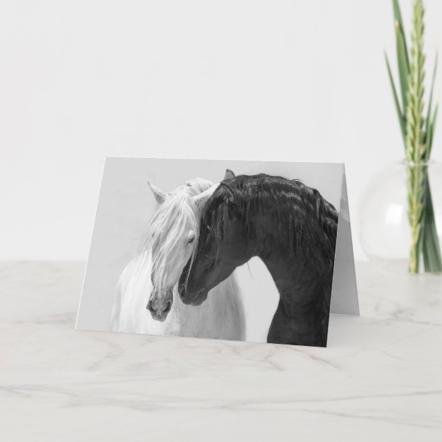 Horse Greeting Card Black & White Stallion Friends (Front)