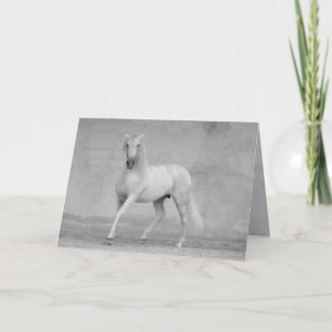 Horse Greeting Card - Classical Spanish Stallion