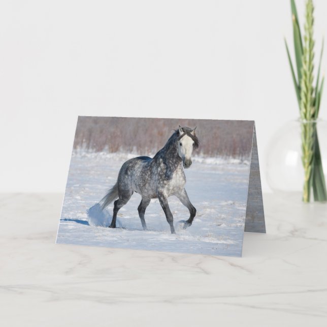 Horse Greeting Card - Dappled Gray Snow Stallion (Front)