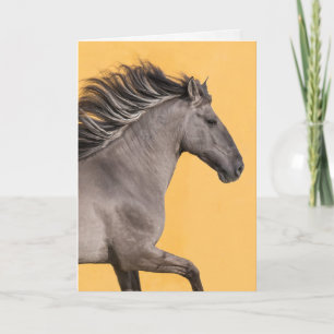 Horse Greeting Card - Sorraia Stallion Runs