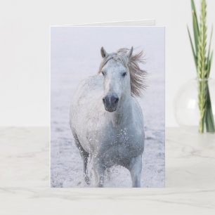 Horse Greeting Card - White Horse Runs at Sunrise