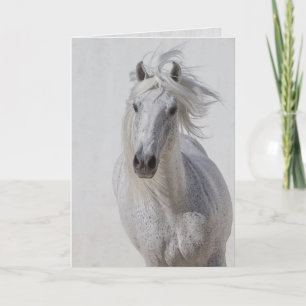 Horse Greeting Card - White Stallion Runs Up