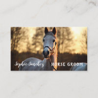 Horse Groom Photo Professional