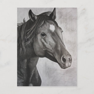 Horse Hand Drawn Art Postcard