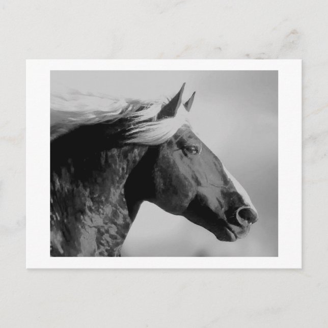 Horse Head Black & White Postcard (Front)