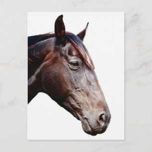Horse head. postcard