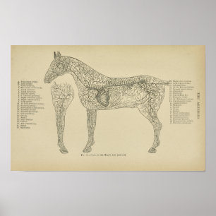 Horse Heart Arteries Anatomy Veterinary Print