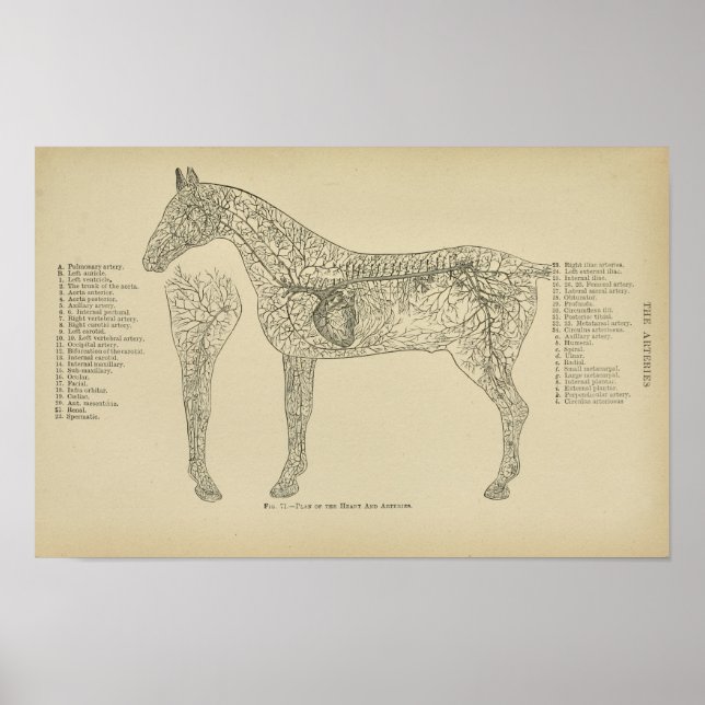 Horse Heart Arteries Anatomy Veterinary Print (Front)