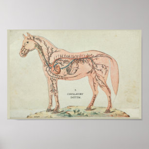 Horse Heart Arteries Veins Vintage Anatomy Print