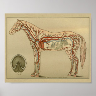 Horse Heart Artery Anatomy Print