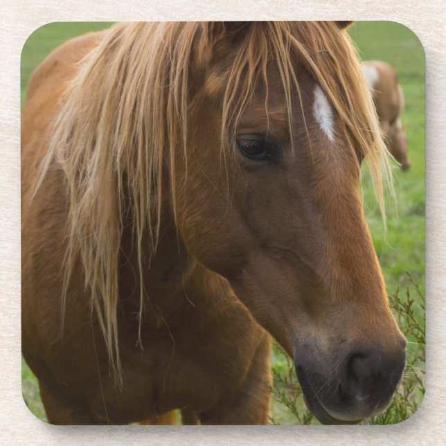 Horse Hello Coaster (Front)