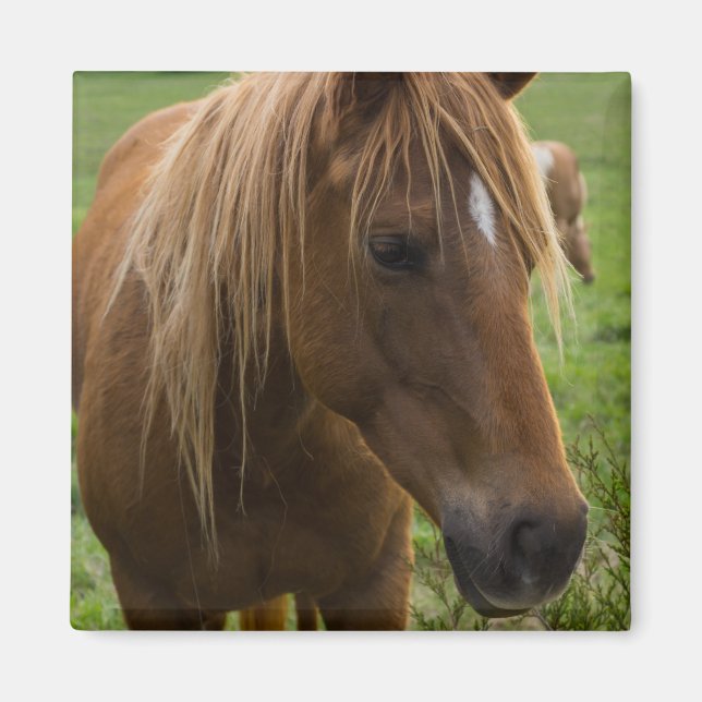 Horse Hello Magnet (Front)