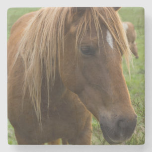 Horse Hello Stone Coaster