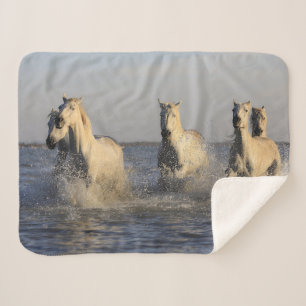 horse herd blanket