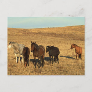 Horse Herd in the West Postcard