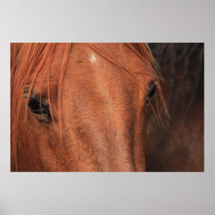 Horse Hide Poster