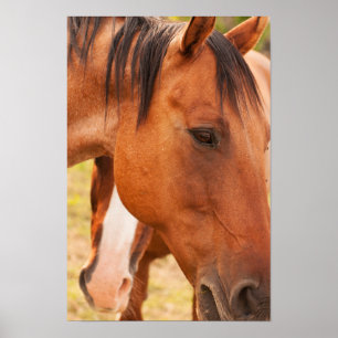 Horse Hiding Behind Horse Poster