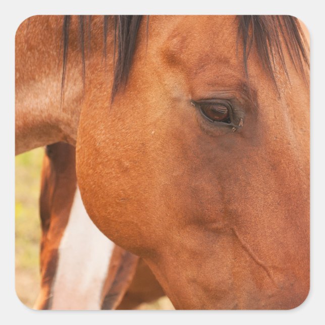 Horse Hiding Behind Horse Square Sticker (Front)