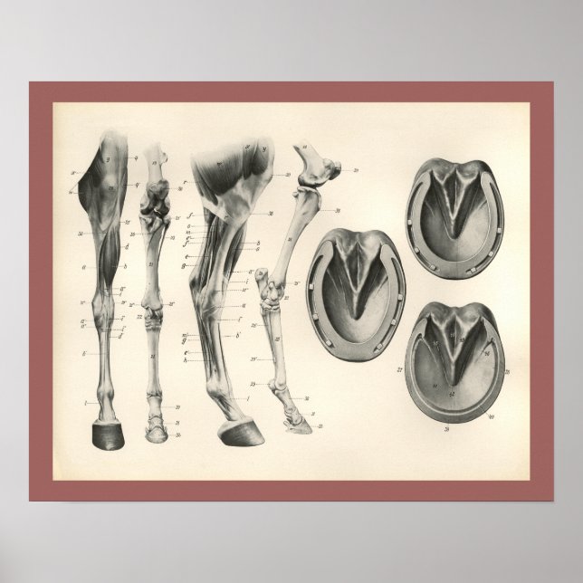 Horse Hoof Leg Bones Muscle Anatomy Print (Front)