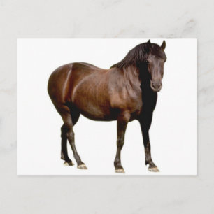 horse horse riding equistrian horse racing postcard
